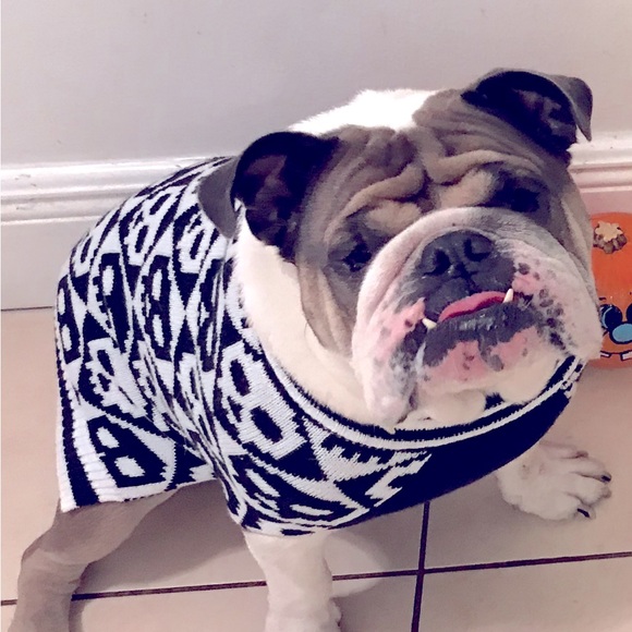 Halloween Dog Sweater Skulls XL - Picture 2 of 6